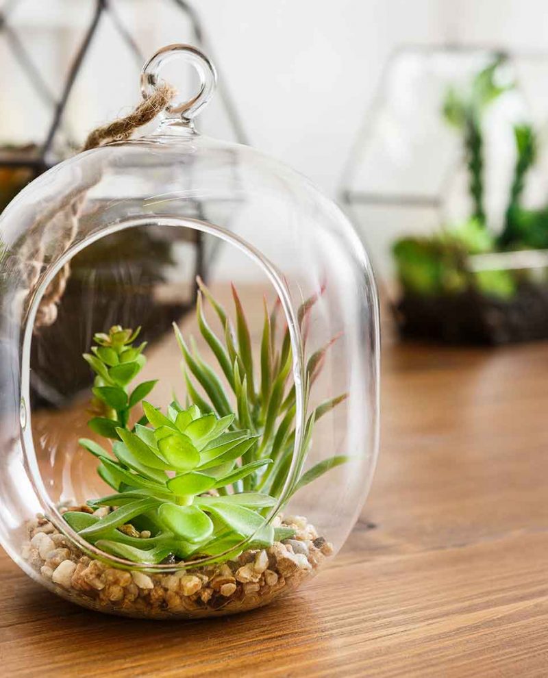 mini-gardens-in-florariums-green-interior-decor-co-VF73KZB-1.jpg mini-gardens-in-florariums-green-interior-decor-co-VF73KZB-1.jpg